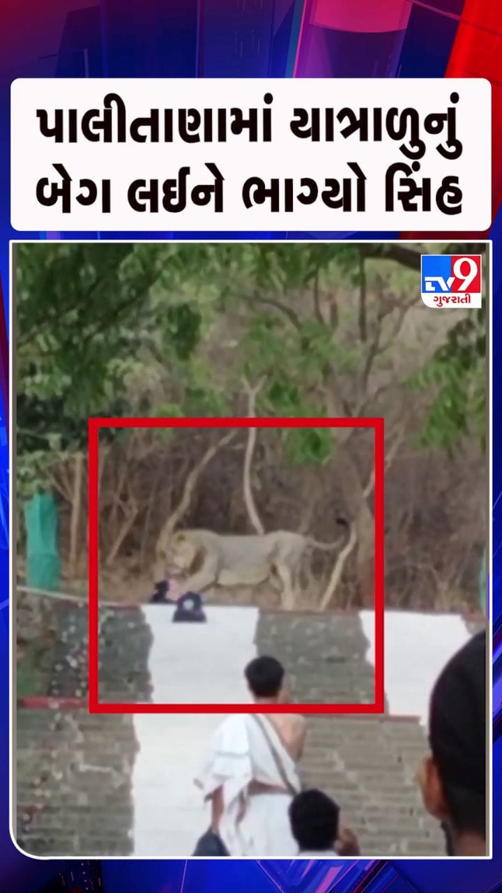 સિંહની લટારનો વીડિયો સોશિયલ મીડિયા પર વાયરલ
