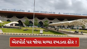 રાજકોટ એરપોર્ટ પર રખડતા ઢોરનો વીડિયો વાયરલ ! જુઓ-Video