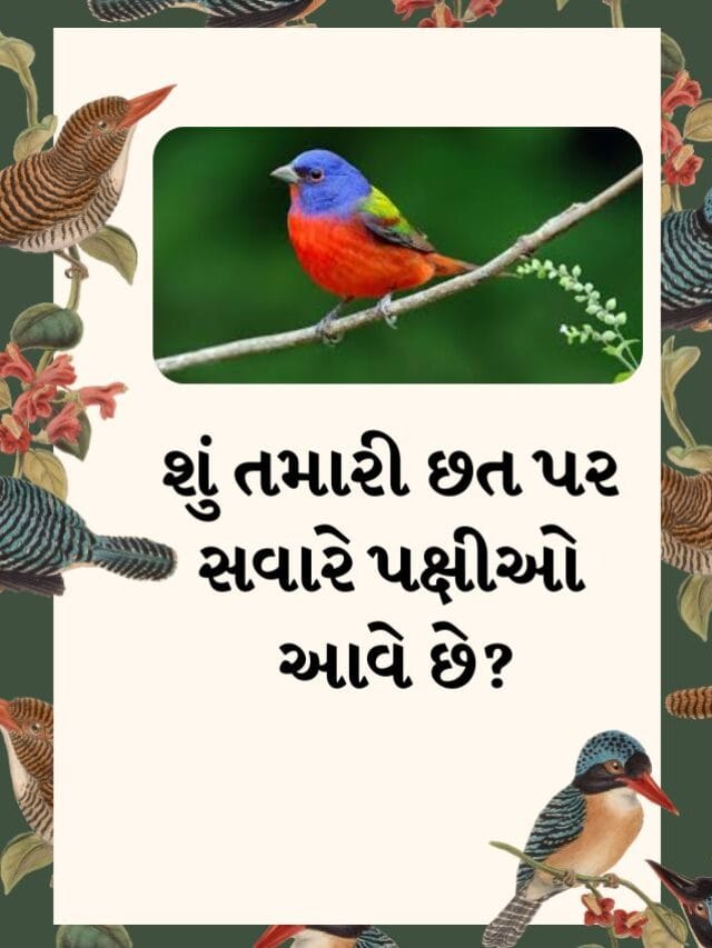 છત પર મોર, ચકલી કે પોપટ દેખાય તો શું મળે છે સંકેત? જાણો રસપ્રદ માન્યતાઓ