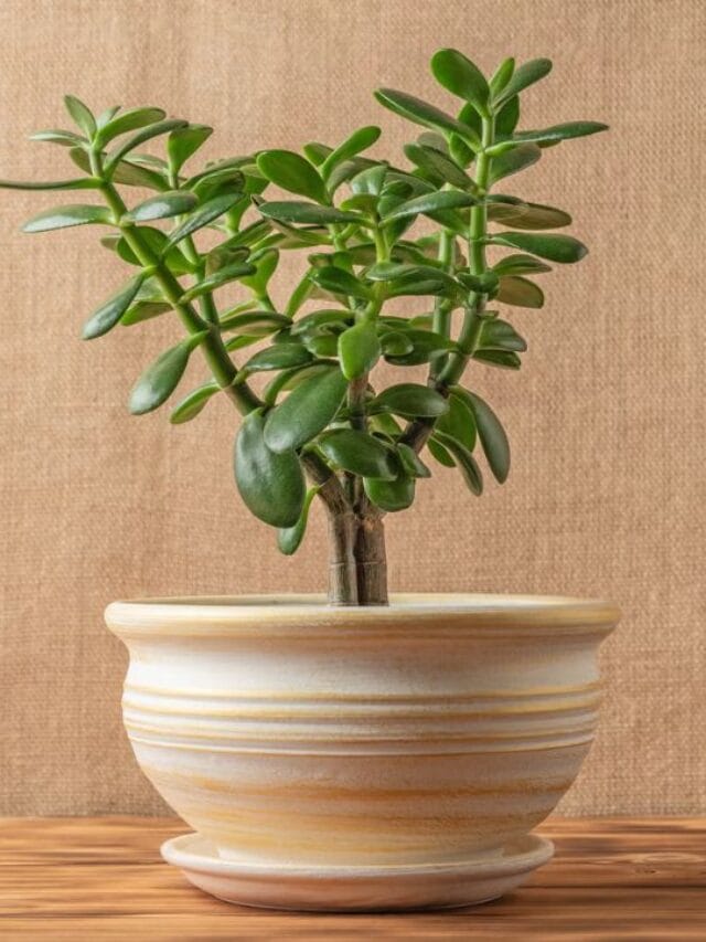 Crassula plant: ક્રાસુલા પ્લાન્ટને કહેવાય છે મની ટ્રી, યોગ્ય દિશામાં રાખો અને મેળવો સમૃદ્ધિ
