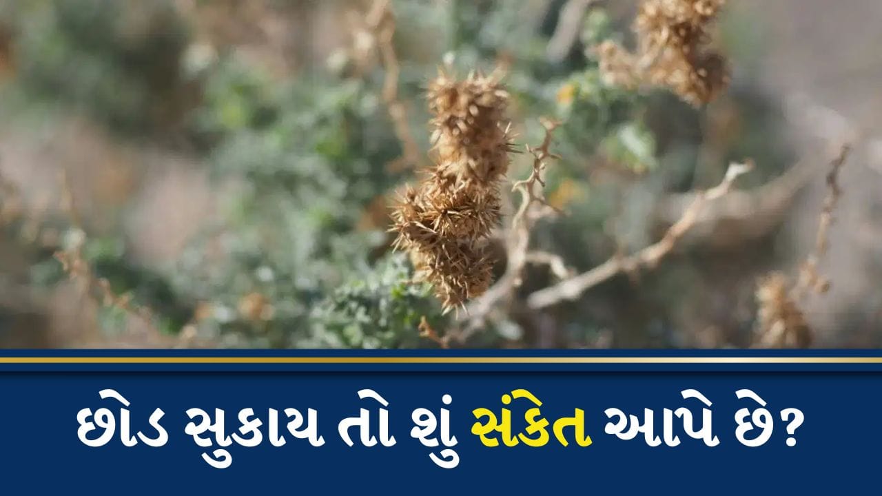 ઘરમાં છોડ સુકાઈ જવાથી મળે છે આ અશુભ સંકેતો, જાણો વાસ્તુની સાચી દિશા અને નિયમો