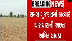 ખેડૂતોને 12 કલાક વીજળી આપો, પશુપાલકોને ઘાસચારો આપો: કોંગ્રેસ