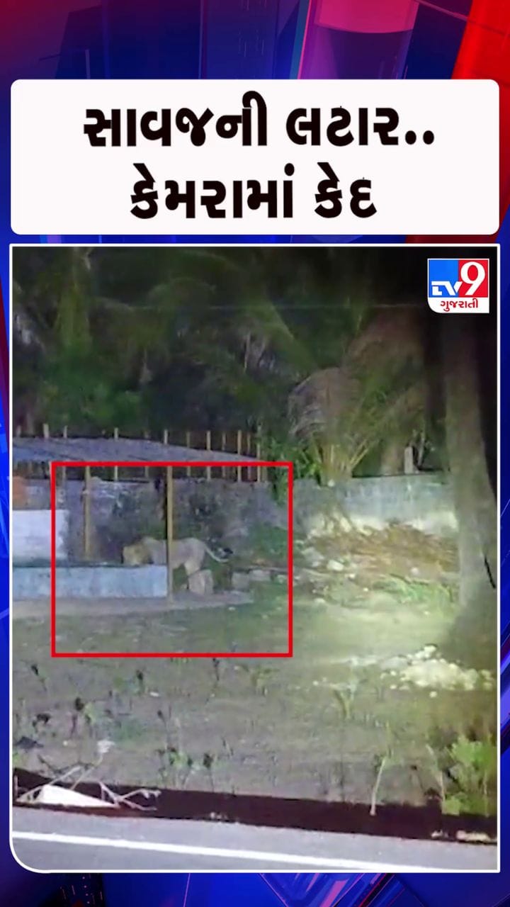 તરસ છીપાવવા રસ્તે આવ્યો સાવજ !