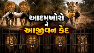 Breaking News: અમરેલીમાં માનવભક્ષી ચારેય સિંહોને કરાઈ આજીવન કેદની સજા, જુનાગઢ સક્કરબાગ ઝુમાં મોકલાશે