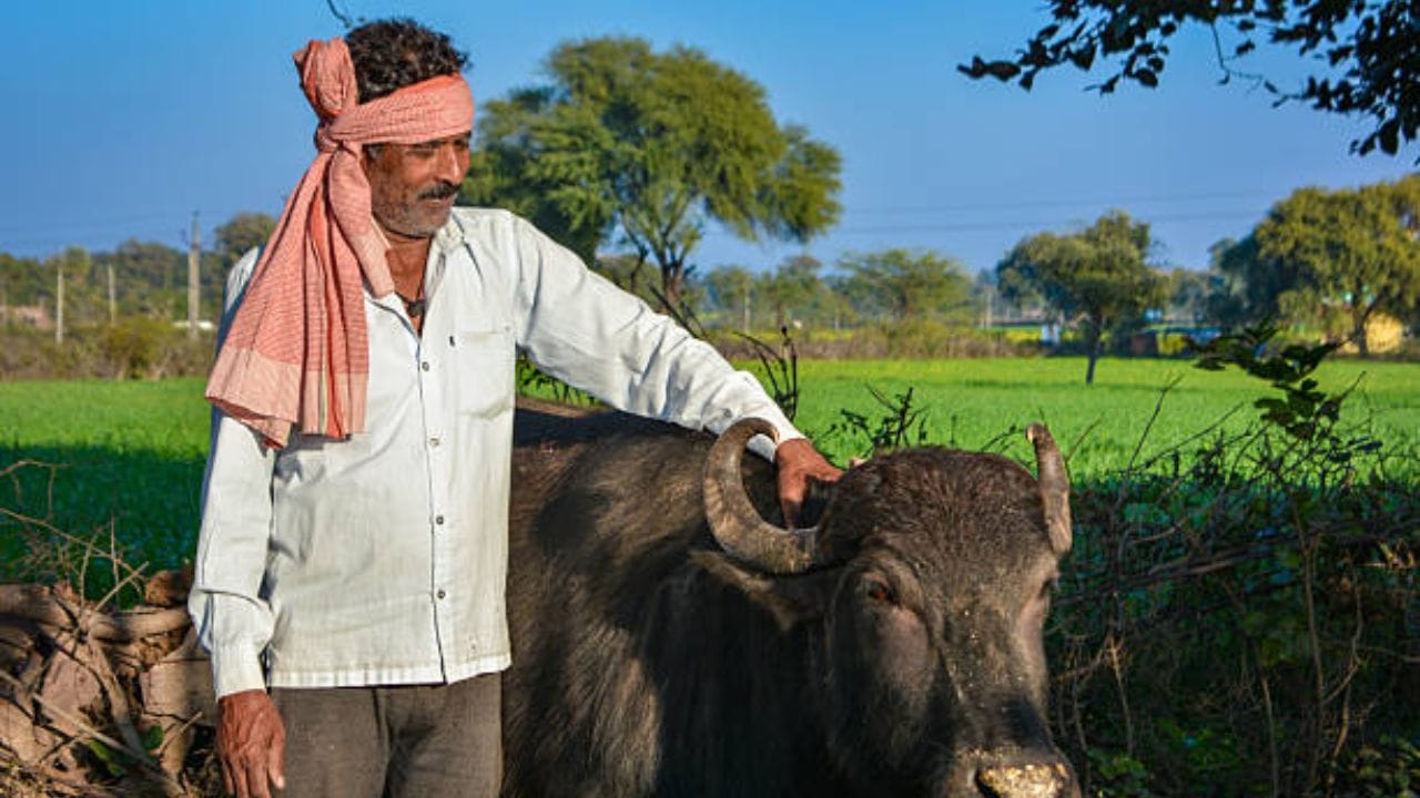 દેશી બોરના પાન : 300 ગ્રામ દેશી બોરના પાન કૂટીને સ્તનના આસપાસ 5 દિવસ સુધી લગાવવાથી સોજો ઘટી શકે છે. (Image Source | iStock)