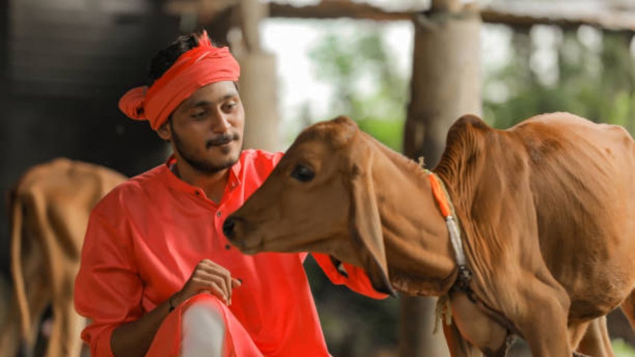 અજમો અને તલનું તેલ : 75 ગ્રામ અજમો 50 ગ્રામ તલના તેલમાં હળવું ગરમ કરીને સ્તન પર લગાવવાથી 3 દિવસમાં સોજો ઓછો થઈ શકે છે. (Image Source | iStock)