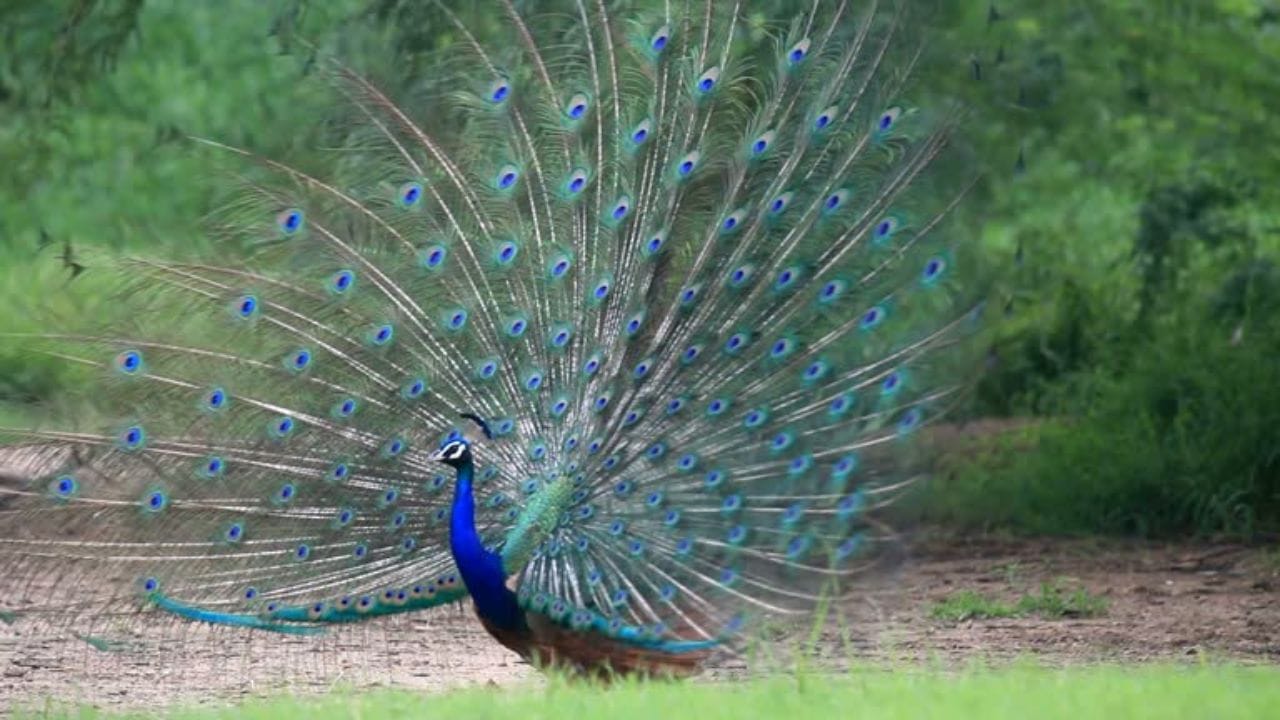 શુભ વસ્તુઓના સતત દર્શન થવા : જ્યોતિષ શાસ્ત્ર અનુસાર, જો મોર, ગાય, હાથી, કમળનું ફૂલ, શંખ, સ્વસ્તિક અથવા સફેદ ફૂલો જેવા શુભ સંકેતો સતત ઘણા દિવસો સુધી દેખાય છે, તો તે સકારાત્મક પરિવર્તનનો સંકેત માનવામાં આવે છે. ધાર્મિક માન્યતાઓ અનુસાર, આવા સંકેતો સારા નસીબ અને નવી શરૂઆતનો સંકેત આપે છે. (Image Source | iStock)