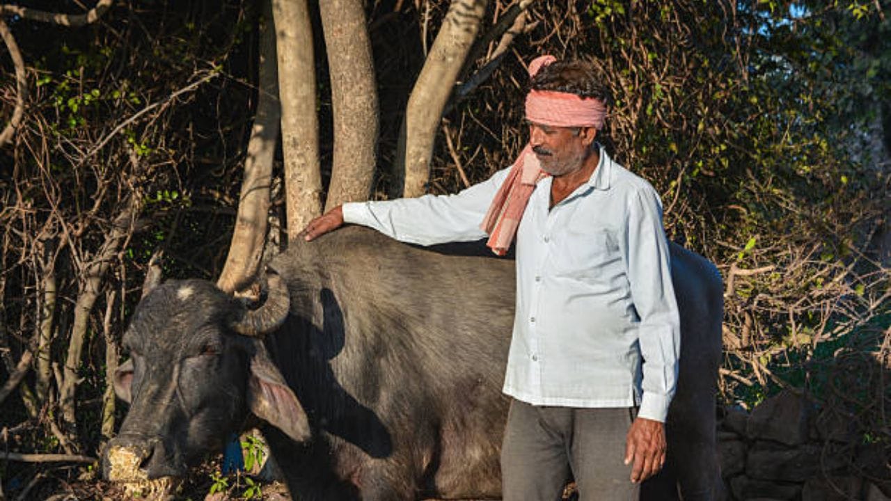 અડદની દાળનો ઉપાય : ગર્ભાશય ખિસકવાનું ટાળવા માટે ગર્ભાવસ્થાના આઠમા મહિનાથી રોજ 1થી 2 કિલો અડદની દાળ 12 કલાક પાણીમાં ભીંજવીને પશુને ખવડાવવી જોઈએ. આ રીતે 30થી 40 કિલો અડદની દાળ આપવાથી પશુ મજબૂત બની શકે છે. (Image Source | iStock)