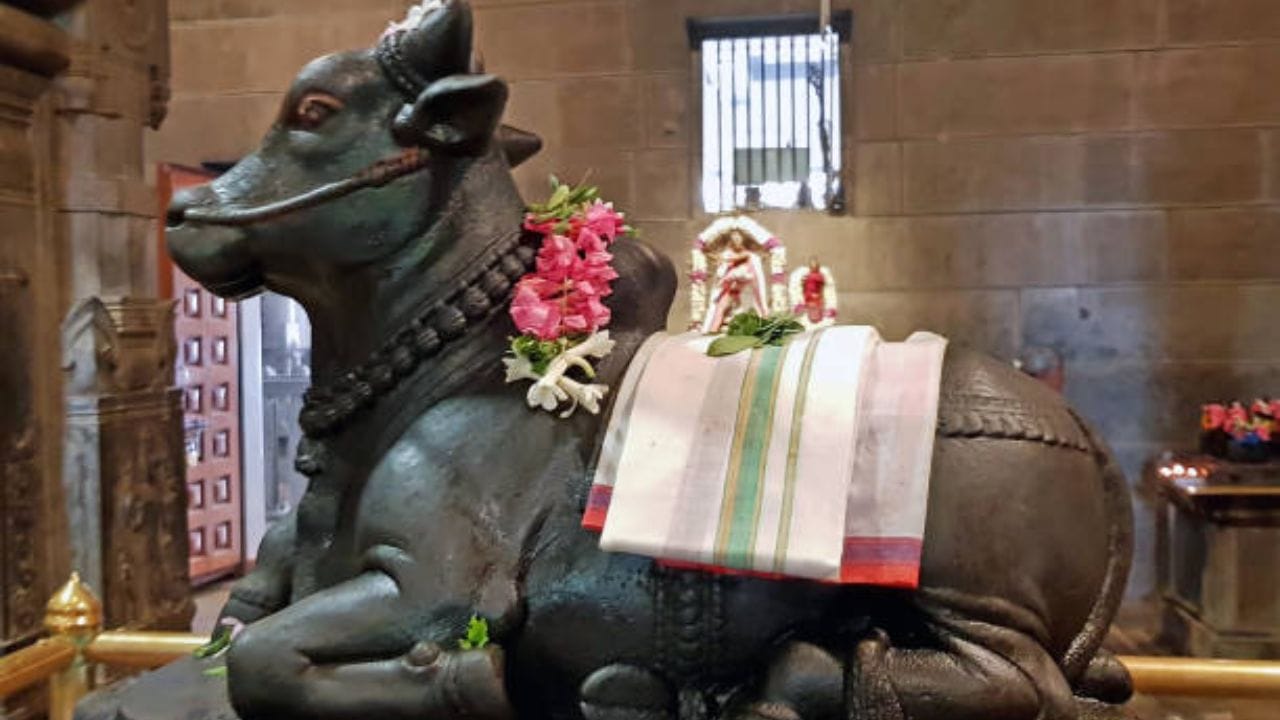 સ્વપ્નમાં બળદ જોવું: ભગવાન શિવનું વાહન નંદી બળદ સ્વપ્નમાં વારંવાર દેખાવું અત્યંત શુભ સંકેત માનવામાં આવે છે. આ સ્વપ્ન સૂચવે છે કે તમારી મહેનતનું સારું ફળ મળવાની શક્યતા છે. કારકિર્દી અને આર્થિક ક્ષેત્રમાં આવતી મુશ્કેલીઓ દૂર થઈ શકે છે અને તમને મોટી જવાબદારી અથવા ઉચ્ચ પદ પ્રાપ્ત થવાની તક પણ મળી શકે છે. (Image Source | iStock)