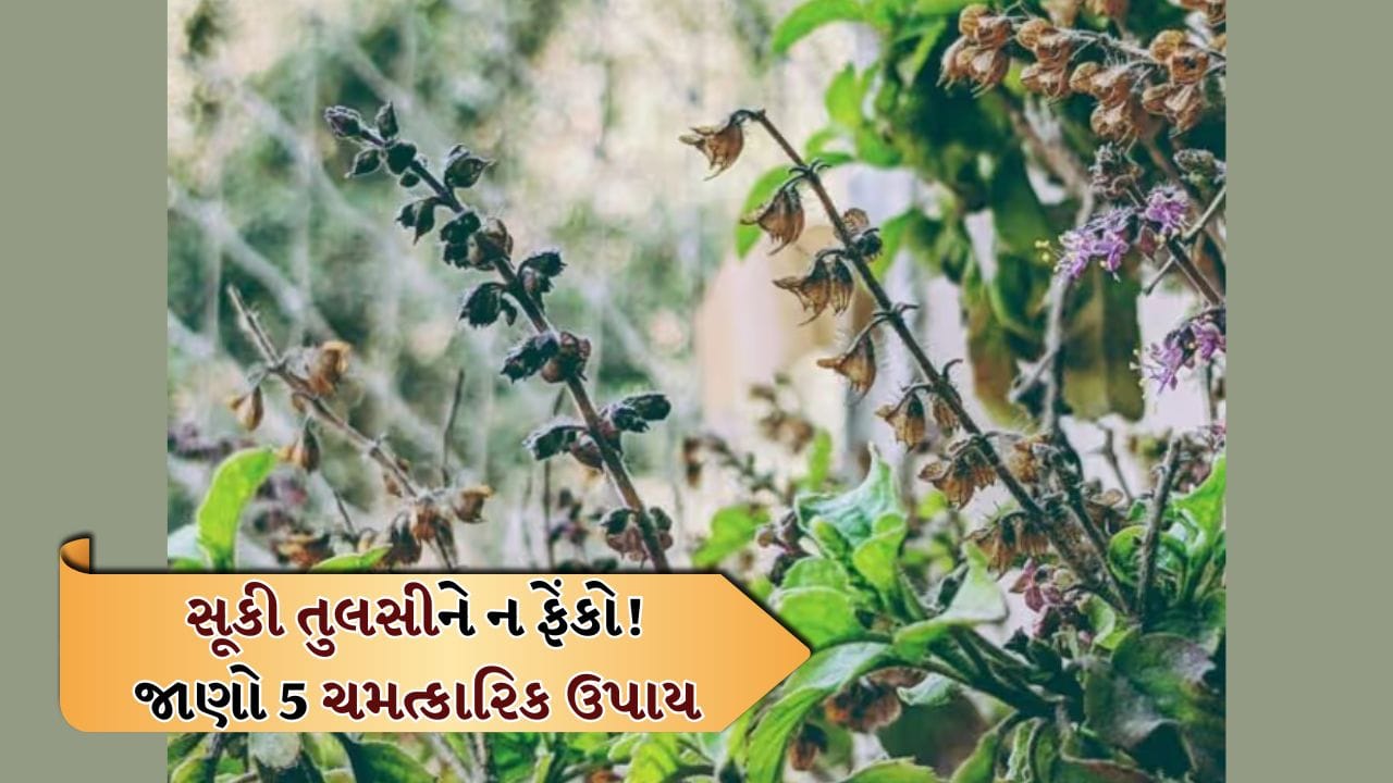 Dry Tulsi: સૂકી તુલસીને ના ફેંકો! તેની સાથે જોડાયેલા 5 ચમત્કારિક ઉપાયો વિશે જાણો