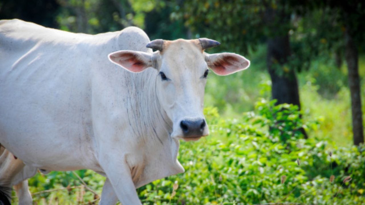 બચાવ જ શ્રેષ્ઠ ઉપાય : પશુઓને નિયમિત સ્વચ્છ રાખો, સમયસર રસીકરણ કરાવો. રહેવાની જગ્યાને જીવાતમુક્ત રાખો. સંતુલિત આહાર આપો. નિયમિત નિરીક્ષણ કરવાથી ચામડીના રોગોને શરૂઆતમાં જ ઓળખી સારવાર કરી શકાય છે. જેથી પશુ સ્વસ્થ અને તંદુરસ્ત રહે છે. (Image Source | iStock)