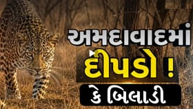 કોથળામાંથી બિલાડું નીકળ્યું, ઘુમામાં ગાડી નીચે દીપડો નહી પરંતુ બિલાડી