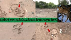અમદાવાદમાં દીપડાની દહેશત: થર્મલ ડ્રોનથી સર્ચ ઓપરેશનમાં કઈ ના મળ્યું