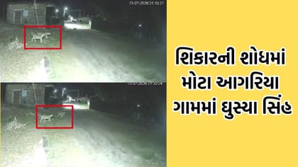 રાજુલાના મોટા આગરિયા ગામે ત્રણ સિંહના આંટાફેરાથી ગામલોકોમાં ફફડાટ