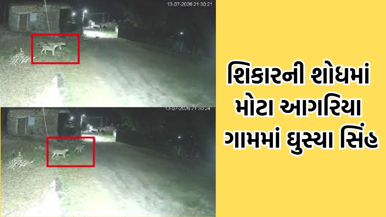 Amreli: રાજુલા તાલુકાના મોટા આગરિયા ગામે ત્રણ સિંહના આંટાફેરાથી ગામલોકોમાં ફફડાટ - જુઓ Video Amreli: રાજુલા તાલુકાના મોટા આગરિયા ગામે ત્રણ સિંહના આંટાફેરાથી ગામલોકોમાં ફફડાટ - જુઓ Video