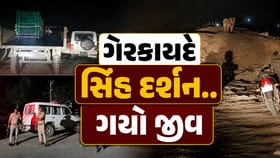 અમરેલીમાં સિંહના હુમલામાં યુવકનું મોત