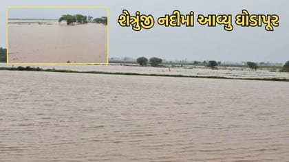 અમરેલીમાં મુશળધાર વરસાદથી શેત્રુંજી નદીમાં આવ્યુ ઘોડાપૂર- Video