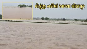 અમરેલીમાં મુશળધાર વરસાદથી શેત્રુંજી નદીમાં આવ્યુ ઘોડાપૂર- Video