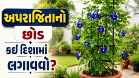અપરાજિતાનો છોડ બદલશે આર્થિક સ્થિતિ ? જાણી લો તેને રાખવાની સાચી દિશા !