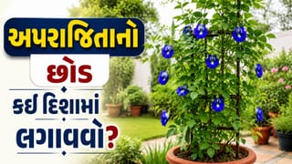 અપરાજિતાનો છોડ બદલી શકે છે તમારા ઘરની આર્થિક સ્થિતિ ? જાણી લો તેને રાખવાની સાચી દિશા !