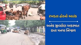ભાવનગરમાં રખડતા ઢોરોની સમસ્યાથી રાહદારીઓ, વાહનચાલકો થયા ત્રાહિમામ