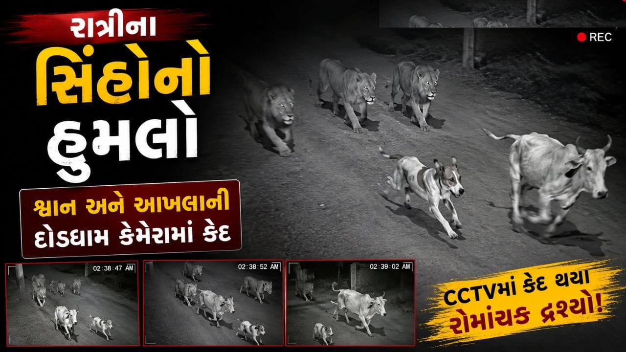 શ્વાન, સિંહ અને આખલા વચ્ચે ફિલ્મી જેવી લડાઈના CCTV ફૂટેજ અમરેલીમાંથી સામે આવ્યા