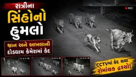 3 સિંહો સામે જીવ માટે જંગ! શ્વાન અને આખલાના CCTV વાયરલ