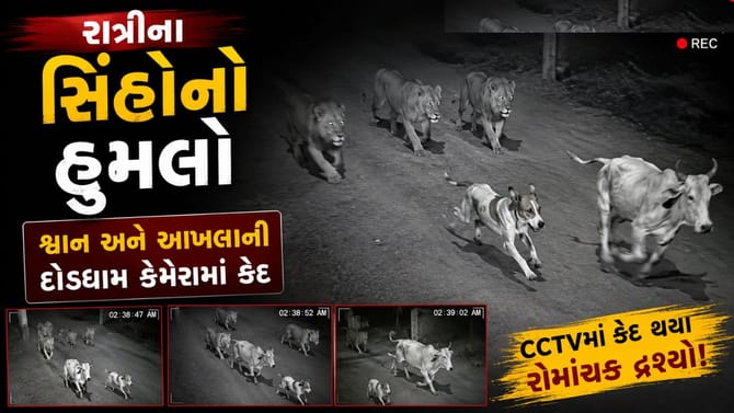 3 સિંહો સામે જીવ માટે જંગ! શ્વાન અને આખલાના CCTV વાયરલ