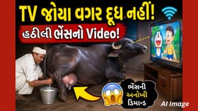 હઠીલી ભેંસની અનોખી ડિમાન્ડ! TV ચાલુ કરો પછી જ મળશે દૂધ