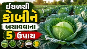 કોબીજના પાકને બરબાદ કરતી ઈયળ પર અપનાવો 5 ઘરેલું ઉપાય !