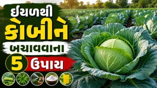 Farming Tips : કોબીજના પાકને બરબાદ કરતી લીલી ઈયળનો સફાયો! મોંઘી દવાઓ છોડો અને અપનાવો આ 5 દેશી ઘરગથ્થુ ઉપાય