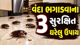 વંદા ભગાડવાના 3 ઘરેલુ અસરકારક ઉપાય