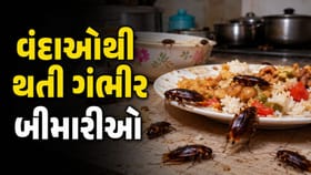 રસોડામાં દેખાતો એક વંદો પણ છે ખતરનાક! થઈ શકે છે આ 5 ગંભીર બીમારી