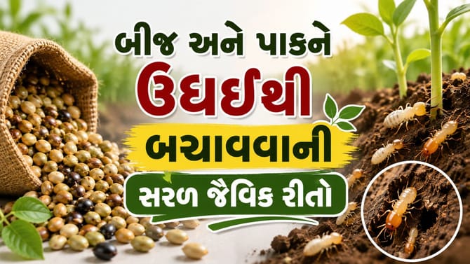 ખેતીમાં ઉધઈનો ઉપદ્રવ રોકવા માટે દેશી અને પરંપરાગત અસરકારક ઉપાયો