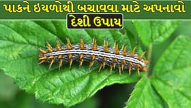 મકાઈ, ડાંગર અને શેરડીના પાકને બચાવવા અપનાવો આ 5 દેશી ઉપાય
