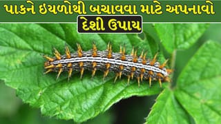 Farming Tips : ઇયળોનો ખેલ ખતમ! મકાઈ, ડાંગર અને શેરડીના પાકને બચાવવા અપનાવો આ 5 દેશી ઉપાય