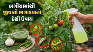 Farming Tips :  ખેડૂત મિત્રો માટે ખાસ ટિપ્સ, ટામેટાંની ઉપજ વધારવા માટે અપનાવો 6 અસરકારક દેશી ઉપાય !