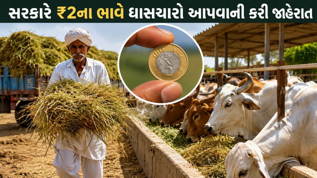 કચ્છના પશુપાલકોને મોટી રાહત: સરકારે ₹2ના ભાવે ઘાસચારો આપવાની કરી જાહેરાત, જાણો કોને મળશે લાભ