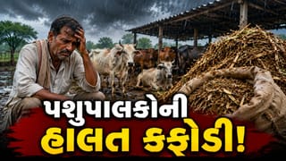 ધોરાજી-ઉપલેટામાં વરસાદ ખેંચાતા ઘાસચારો મોંઘો, પશુ આહારના ભાવ આસમાને પહોંચતા પશુપાલકો મુશ્કેલીમાં