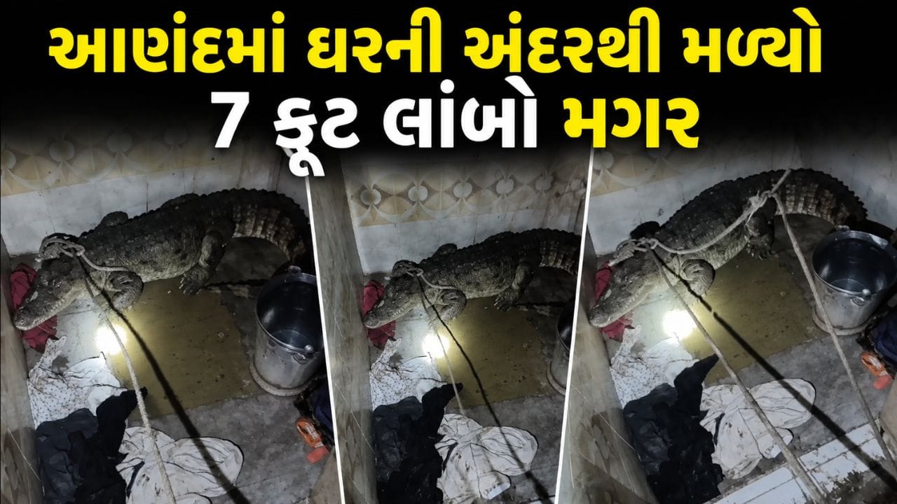 Trending Video : બાથરૂમનો દરવાજો ખોલતા જ સામે આવ્યો 7 ફૂટનો મગર, આણંદમાં રેસ્ક્યૂ ટીમે કર્યું રેસ્ક્યૂ !