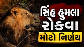 ગિરનાર સિંહ હુમલા રોકવા ગુજરાત સરકારનો મોટો નિર્ણય