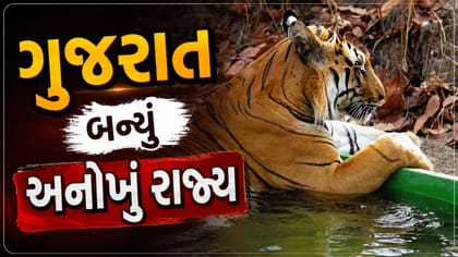 દાયકાઓ બાદ ગુજરાતમાં વાઘનો કાયમી વસવાટ