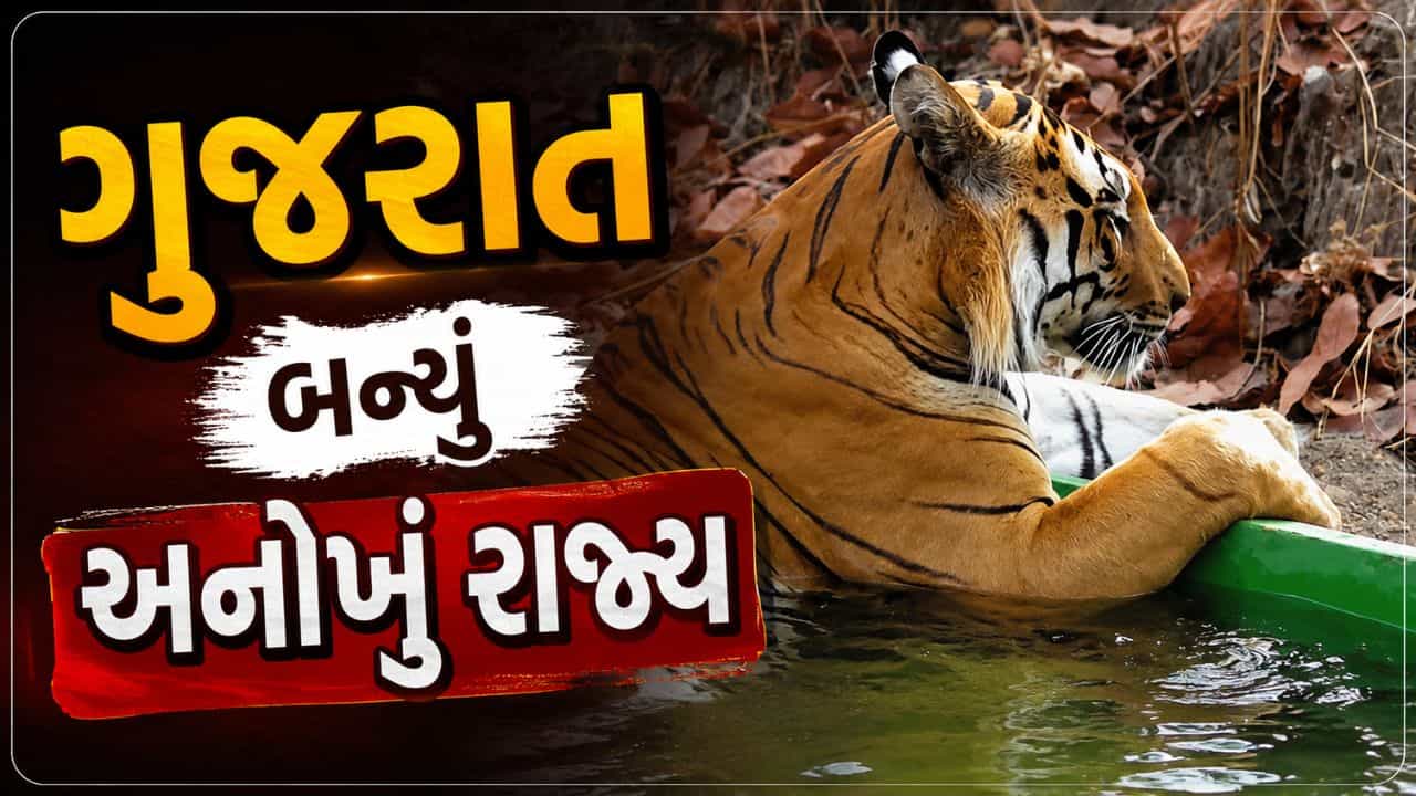 બિલાડી કુળના સિંહ અને વાઘનો એક માત્ર રાજ્ય ગુજરાતમાં કાયમી વસવાટ, વન વિભાગે કરી પુષ્ટિ, જુઓ Video