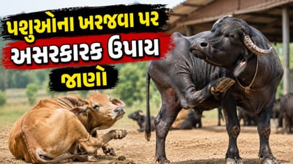 પશુને વારંવાર ખંજવાળ આવે છે? ખરજવાના લક્ષણો ઓળખો અને જાણો ઘરેલુ ઉપાય