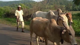 Animal Care : પશુઓમાં ગર્ભાશય ખસી જવાની સમસ્યાથી ન થાઓ ચિંતિત, અપનાવો આ 5 દેશી અને ઘરગથ્થુ ઉપાયો !