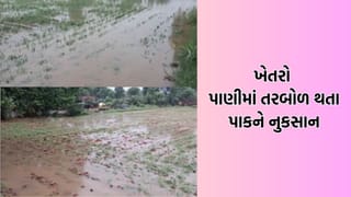 Banaskantha Rain: ભારે વરસાદને કારણે કાંકરેજના ખેતરો થયા તરબોળ, મગફળી, બાજરીના પાકને પહોંચ્યુ ભારે નુકસાન- Video