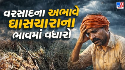 વરસાદના અભાવે ઘાસચારો, ખોળ અને ભૂસાના ભાવમાં ભારે વધારો