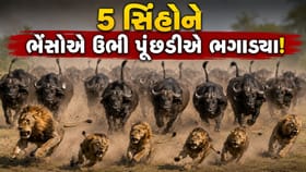 શિકાર કરવા આવેલા 5 સિંહોને ભેંસોએ ઉભી પૂંછડીએ ભગાડ્યા, વીડિયો વાયરલ