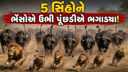 શિકાર કરવા આવેલા 5 સિંહોને ભેંસોએ ઉભી પૂંછડીએ ભગાડ્યા, વીડિયો વાયરલ