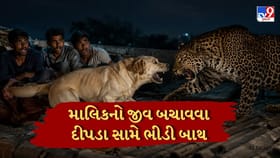 શ્વાન દીપડા સામે લડી ત્રણ યુવાનોનો બચાવ્યો જીવ